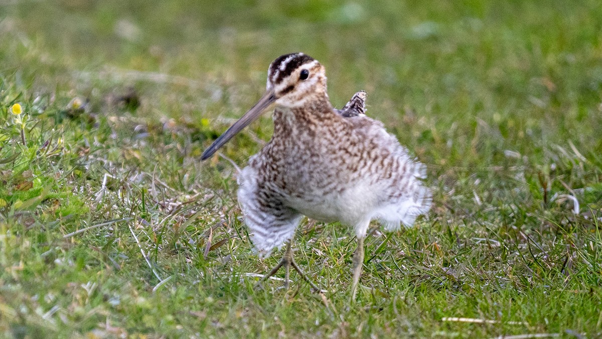 Common Snipe - ML620605664