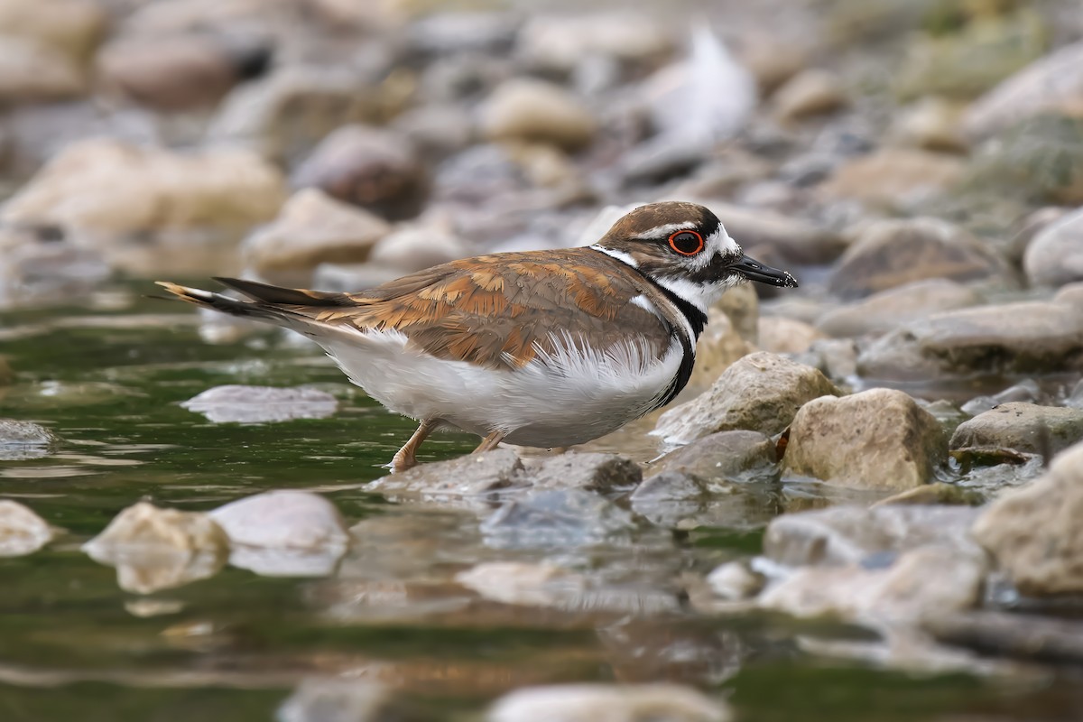 Killdeer - ML620605665