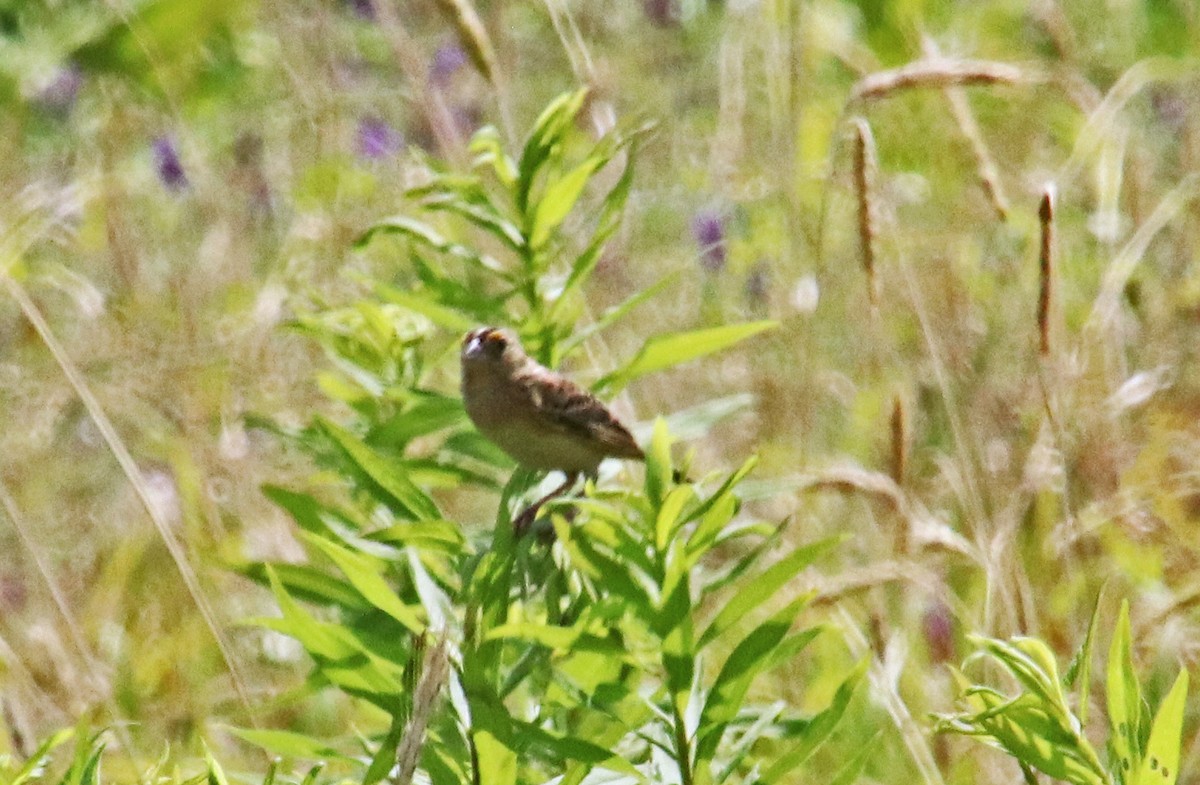 Grasshopper Sparrow - ML620605666