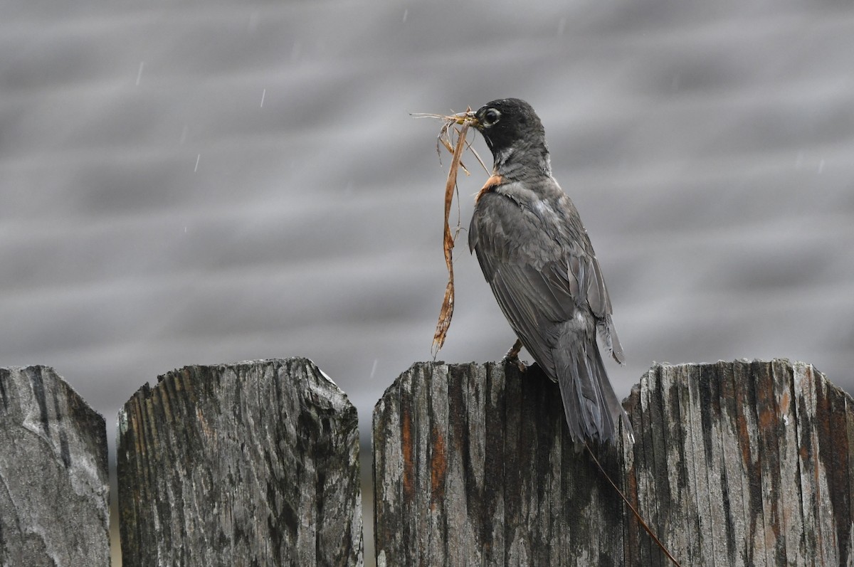 American Robin - ML620605667