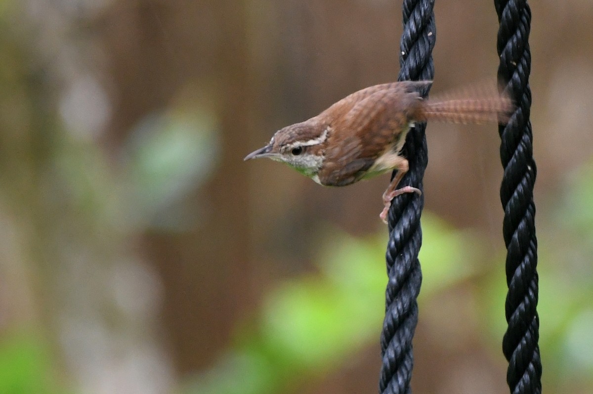 Carolina Wren - ML620605670