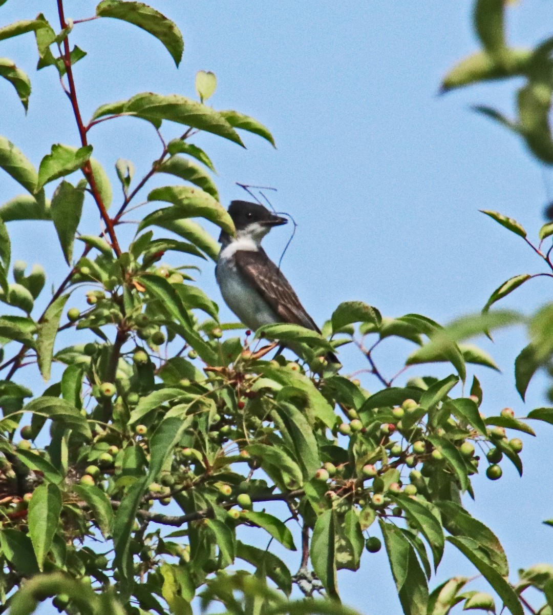 Eastern Kingbird - ML620605672