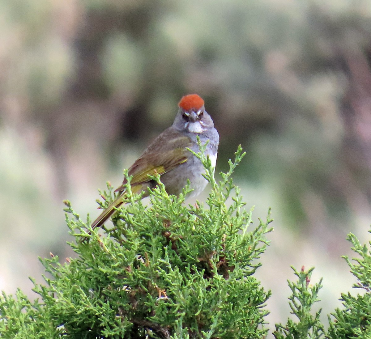 Green-tailed Towhee - ML620605674