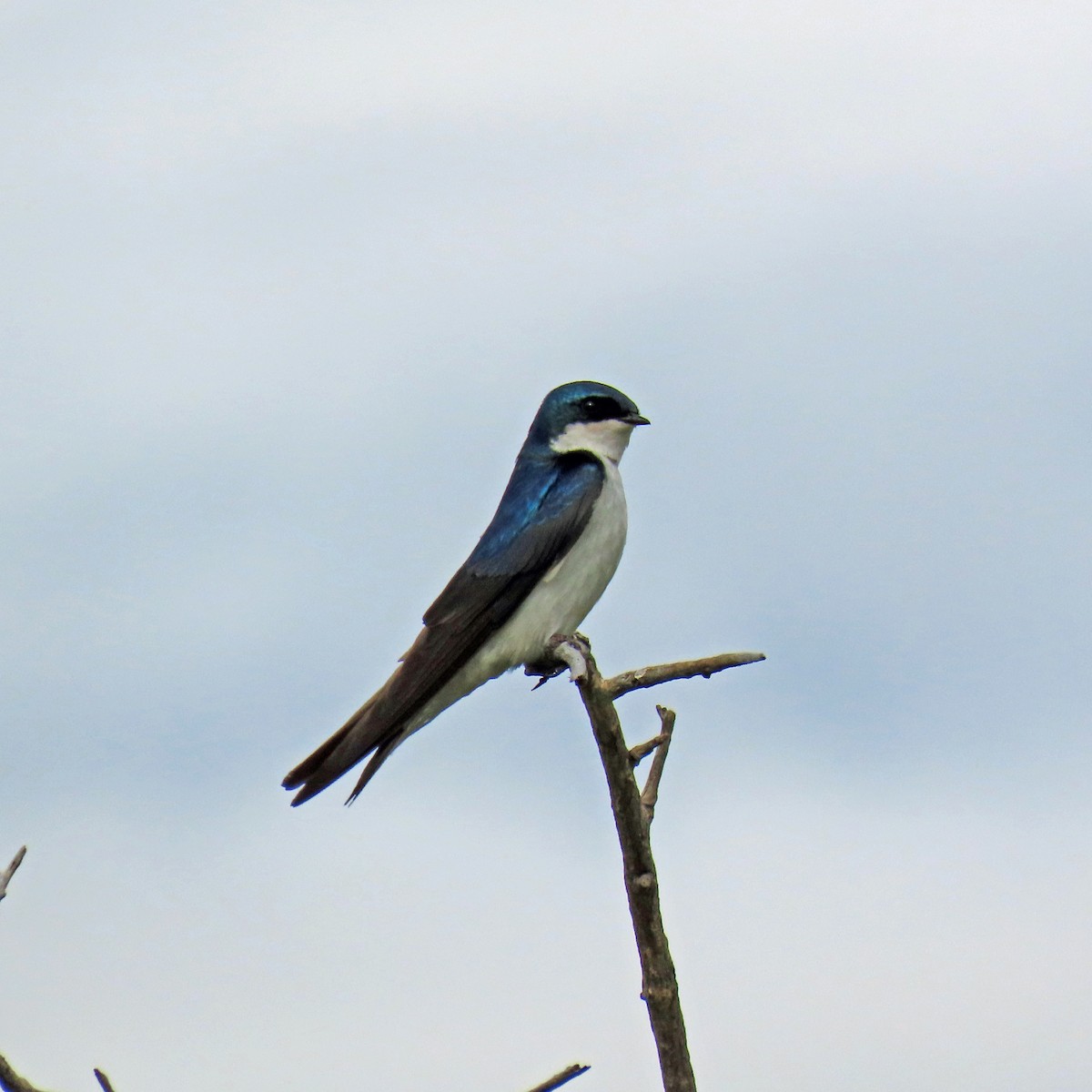 Tree Swallow - ML620605683