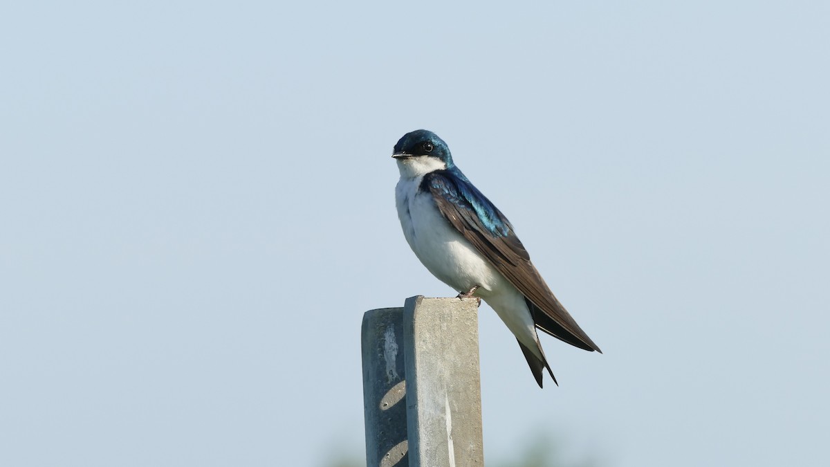 Tree Swallow - ML620605688