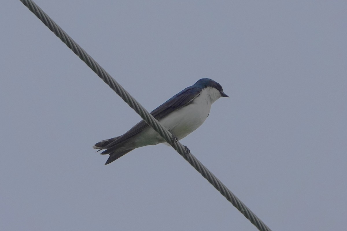 Tree Swallow - Lisa Todd