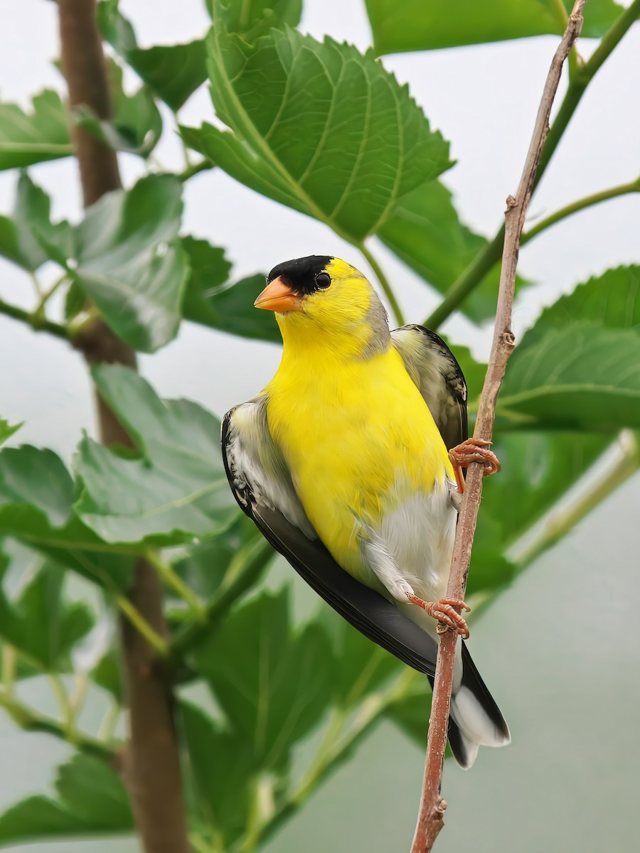 Chardonneret jaune - ML620605690