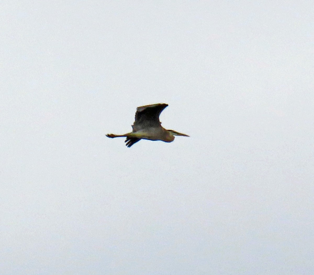 Great Blue Heron - ML620605692