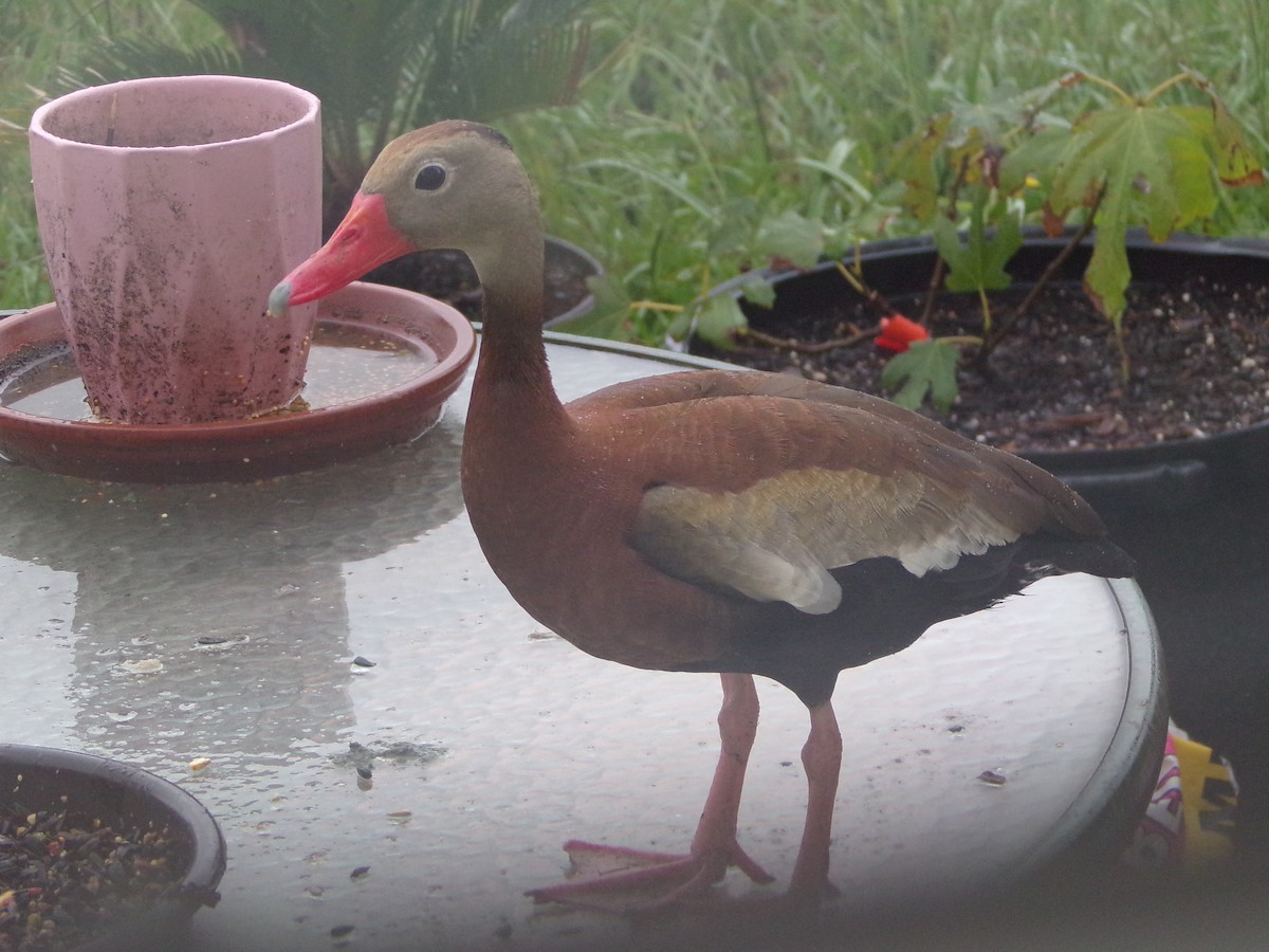 Black-bellied Whistling-Duck - ML620605693