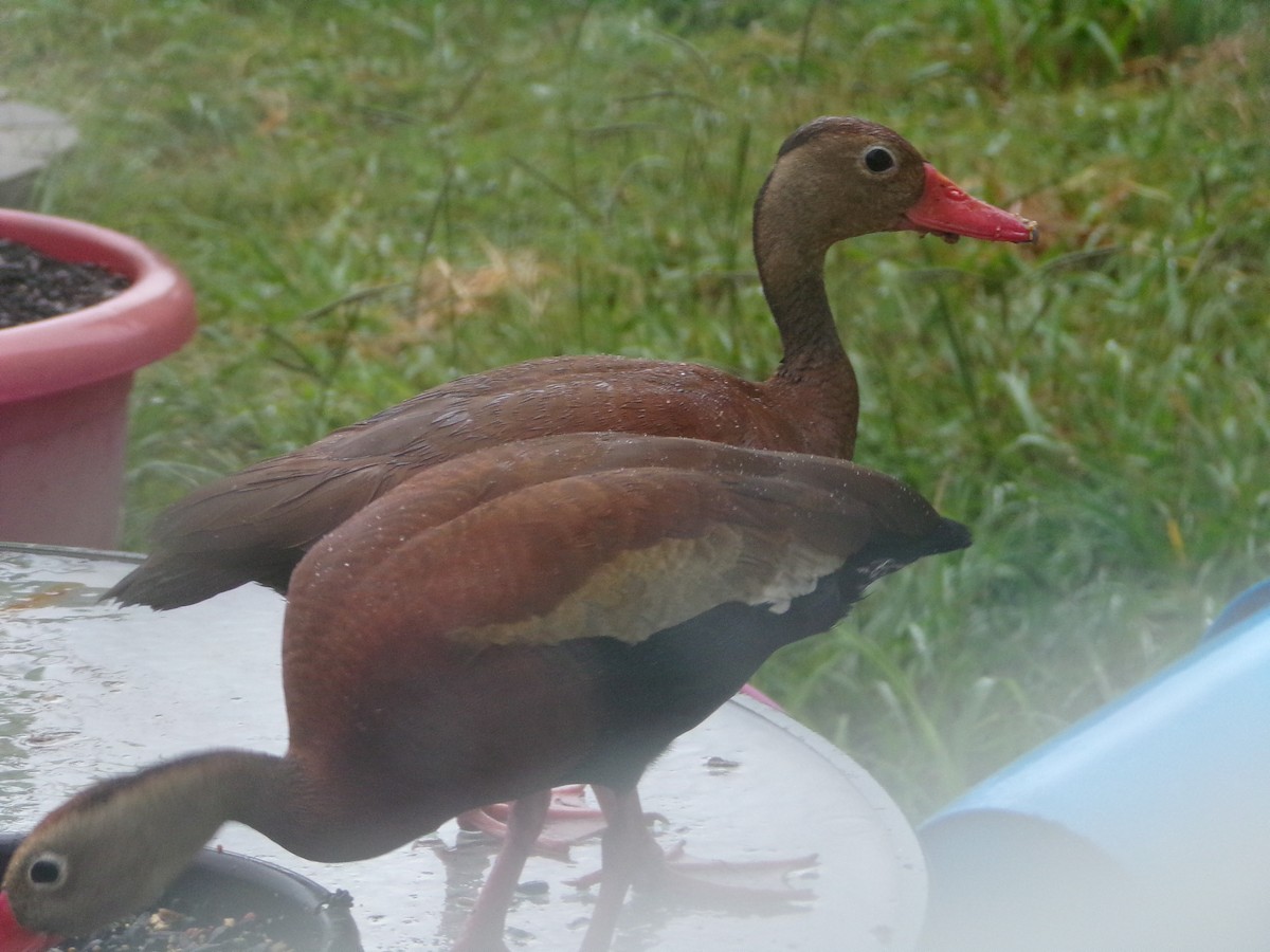 Black-bellied Whistling-Duck - ML620605695