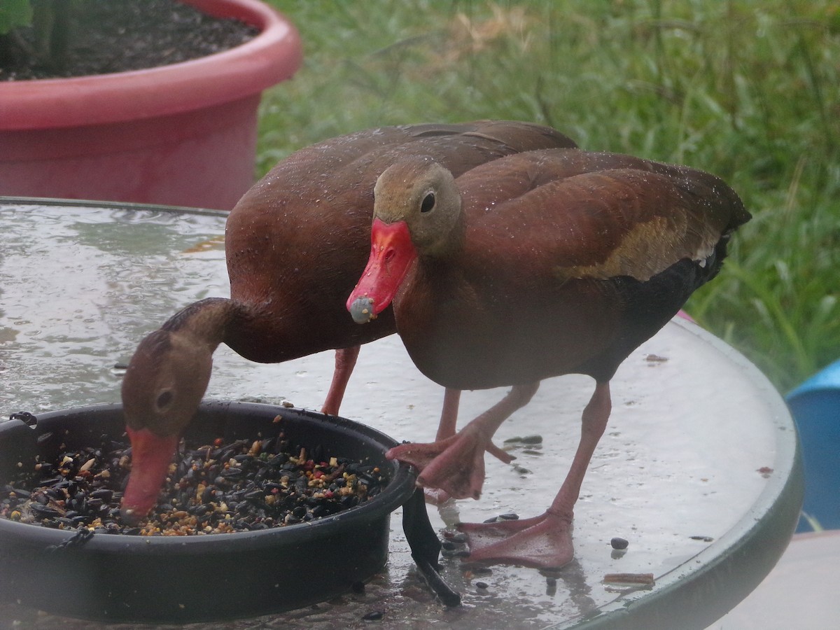 Black-bellied Whistling-Duck - ML620605698