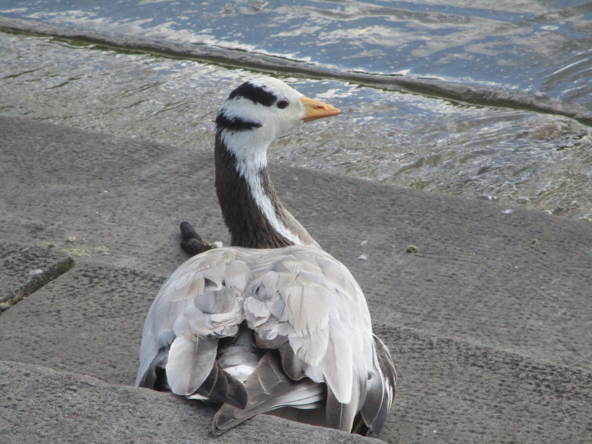 Bar-headed Goose - ML620605703