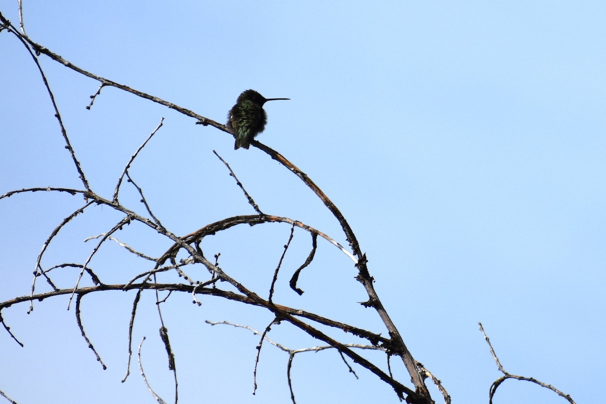 Colibri à gorge noire - ML620605704