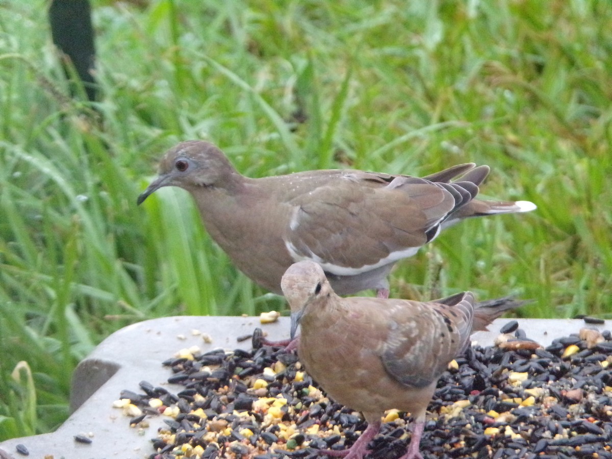 White-winged Dove - ML620605709