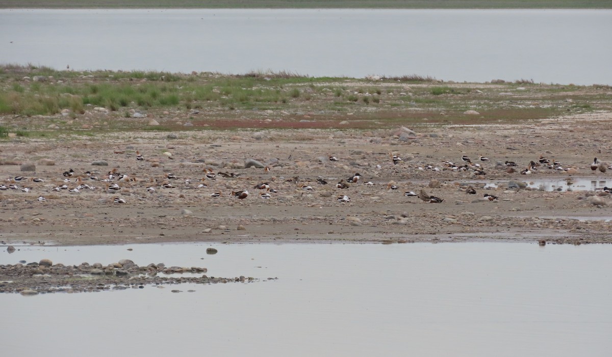 Avoceta Americana - ML620605711