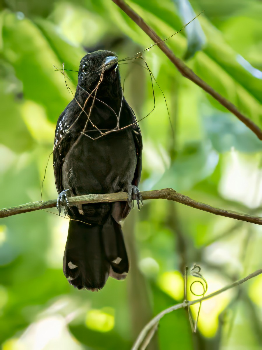 Black-hooded Antshrike - ML620605712