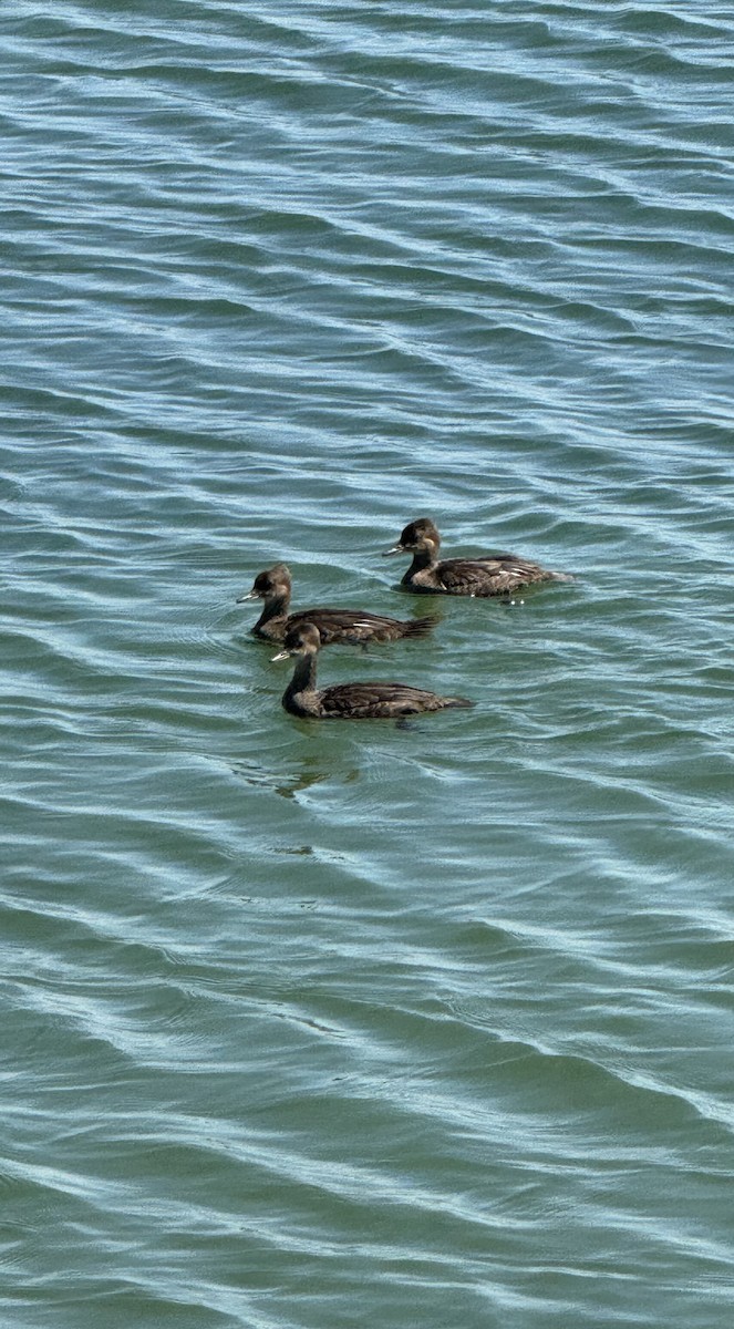 Hooded Merganser - ML620605713