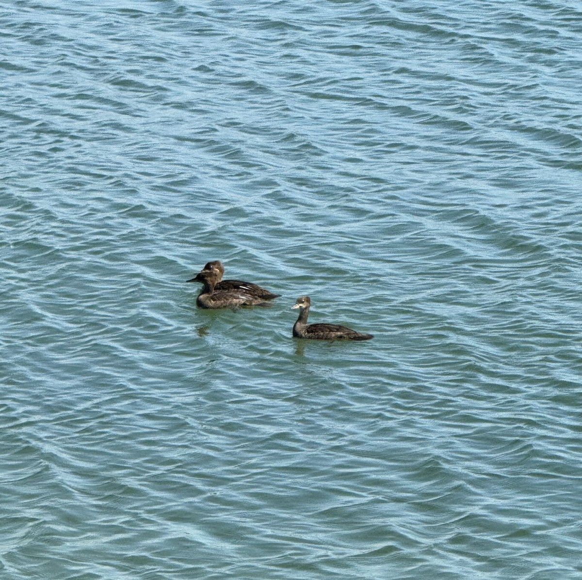 Hooded Merganser - ML620605714