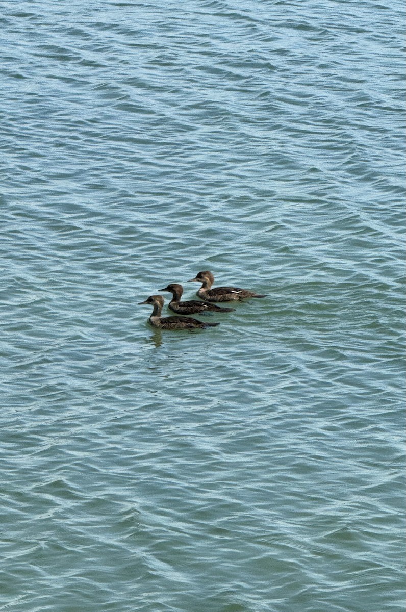 Hooded Merganser - ML620605715