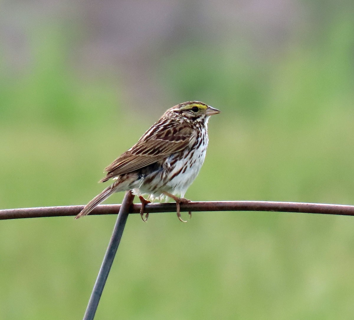 Savannah Sparrow - ML620605716