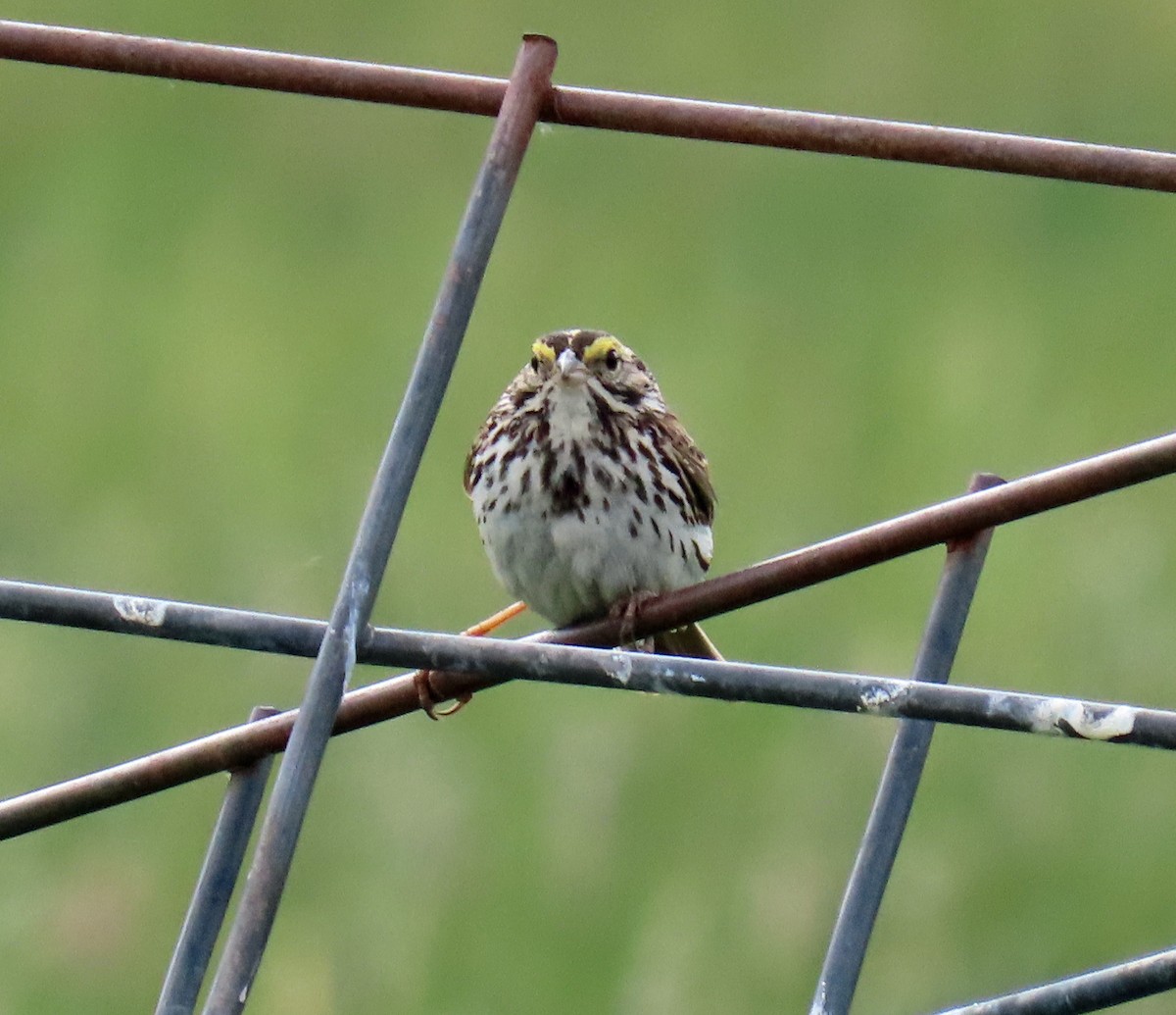 Savannah Sparrow - ML620605717