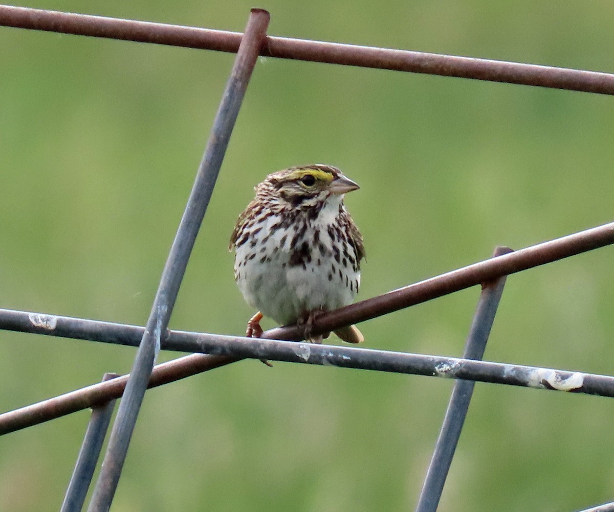 Savannah Sparrow - ML620605718