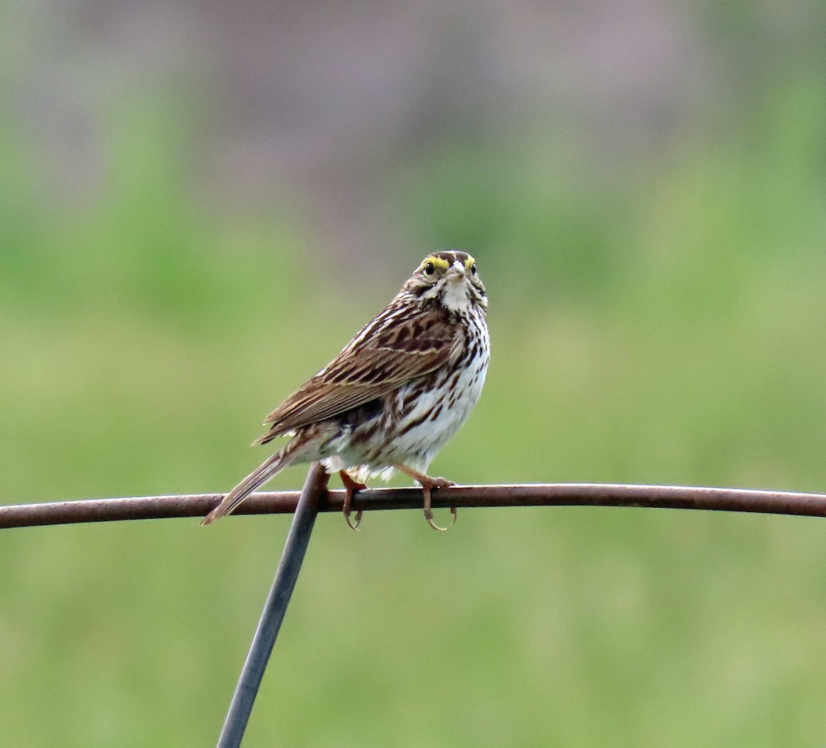 Savannah Sparrow - JoAnn Potter Riggle 🦤