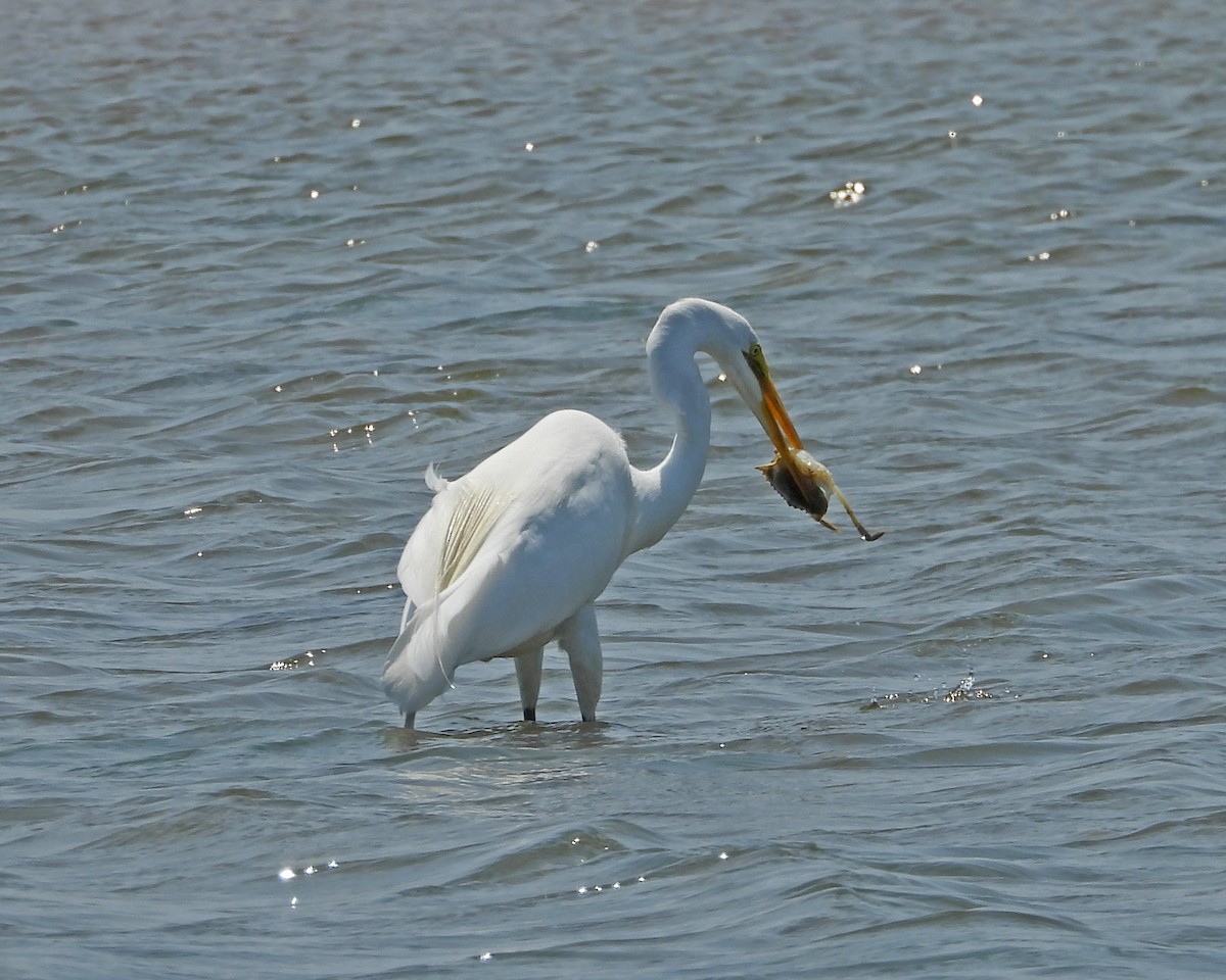 Great Egret - ML620605722