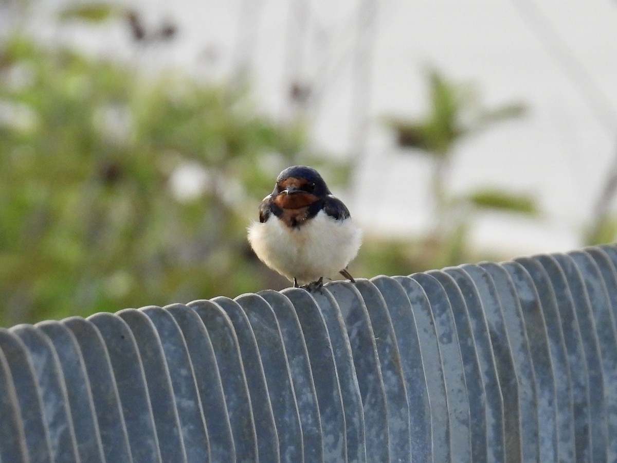 Barn Swallow - ML620605724