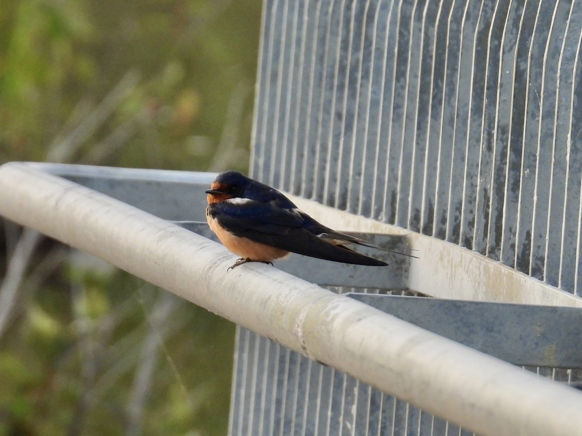 Barn Swallow - ML620605725