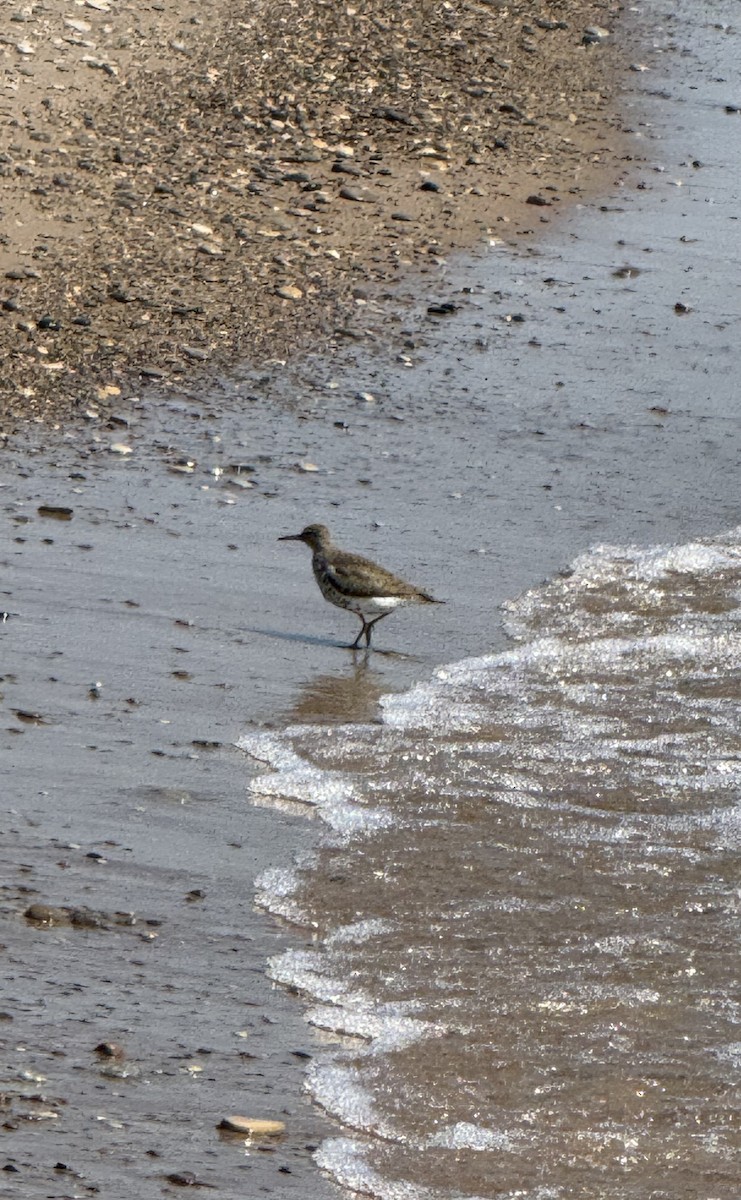 Spotted Sandpiper - ML620605726