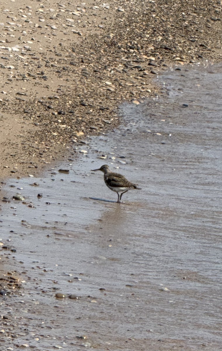 Spotted Sandpiper - ML620605727