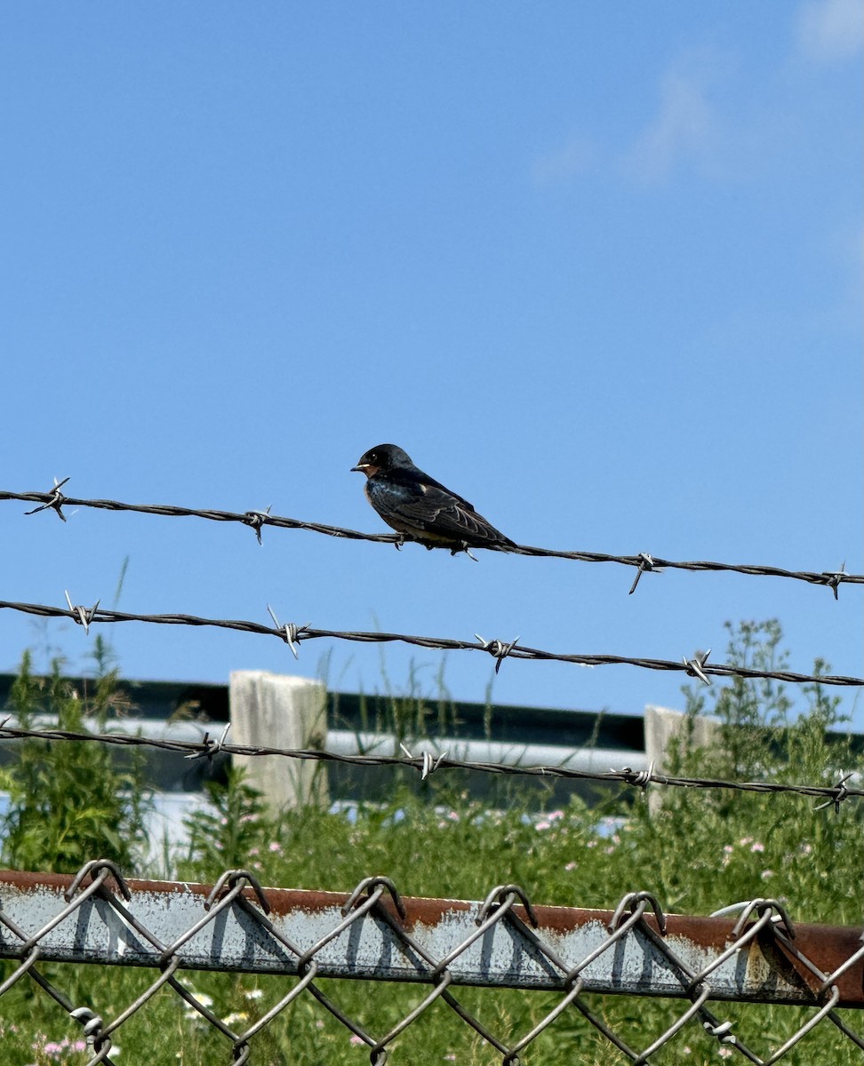 Barn Swallow - ML620605733