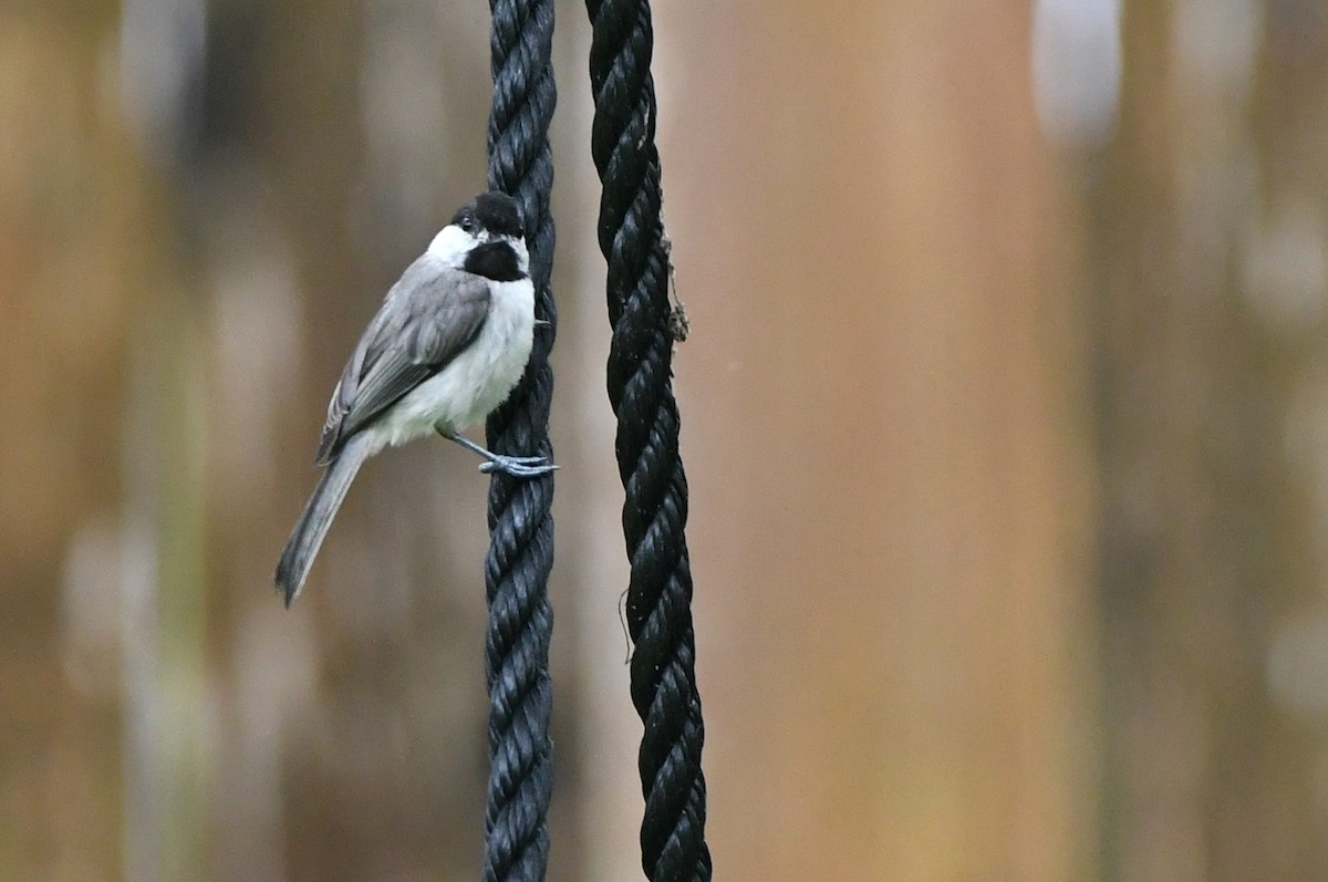 Carolina Chickadee - ML620605735