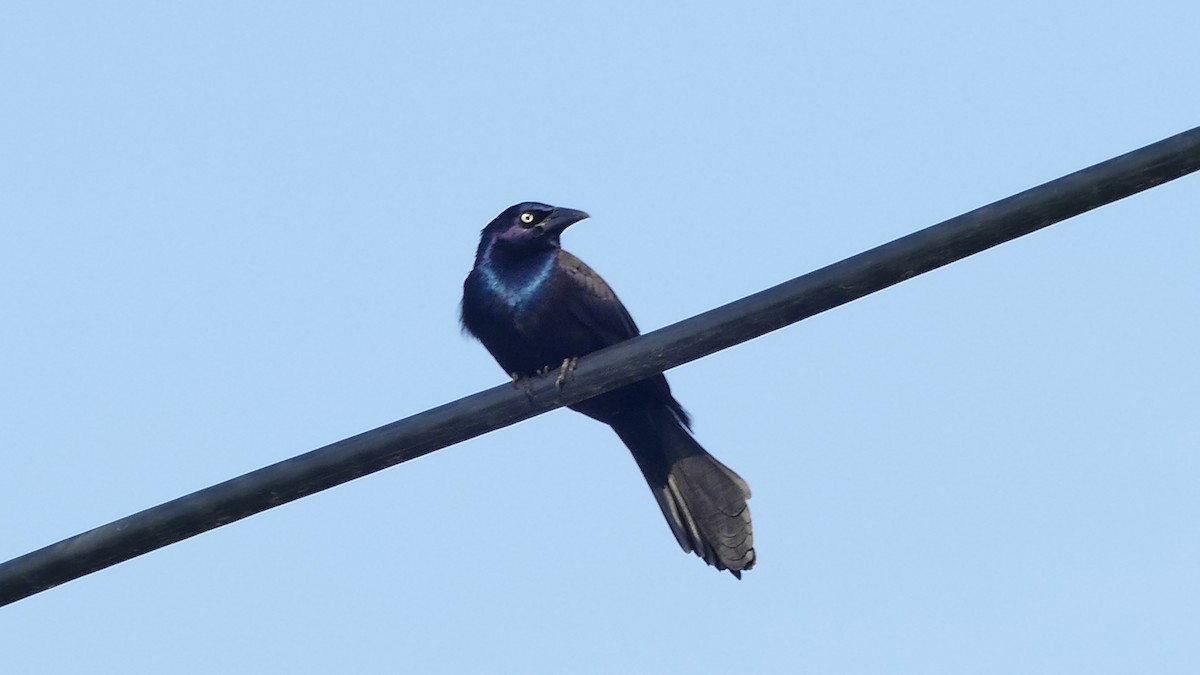 Common Grackle (Bronzed) - ML620605738