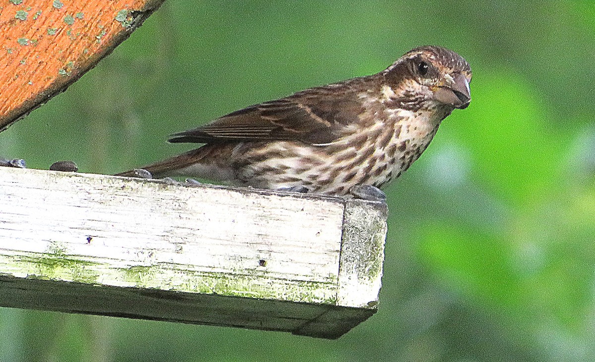 Purple Finch - ML620605742