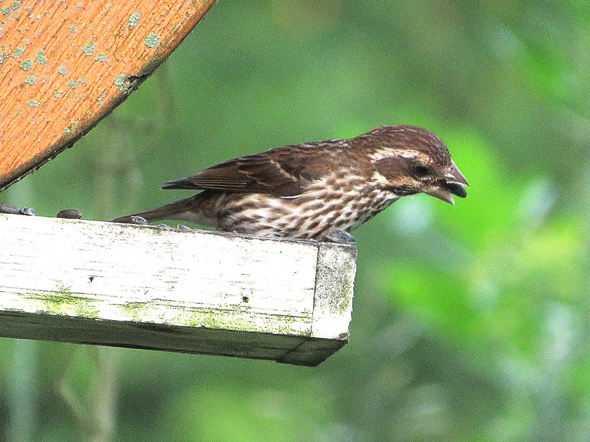 Purple Finch - ML620605745