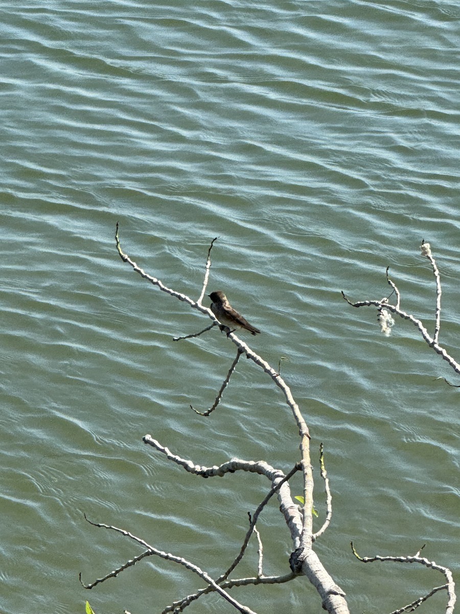 Northern Rough-winged Swallow - ML620605748