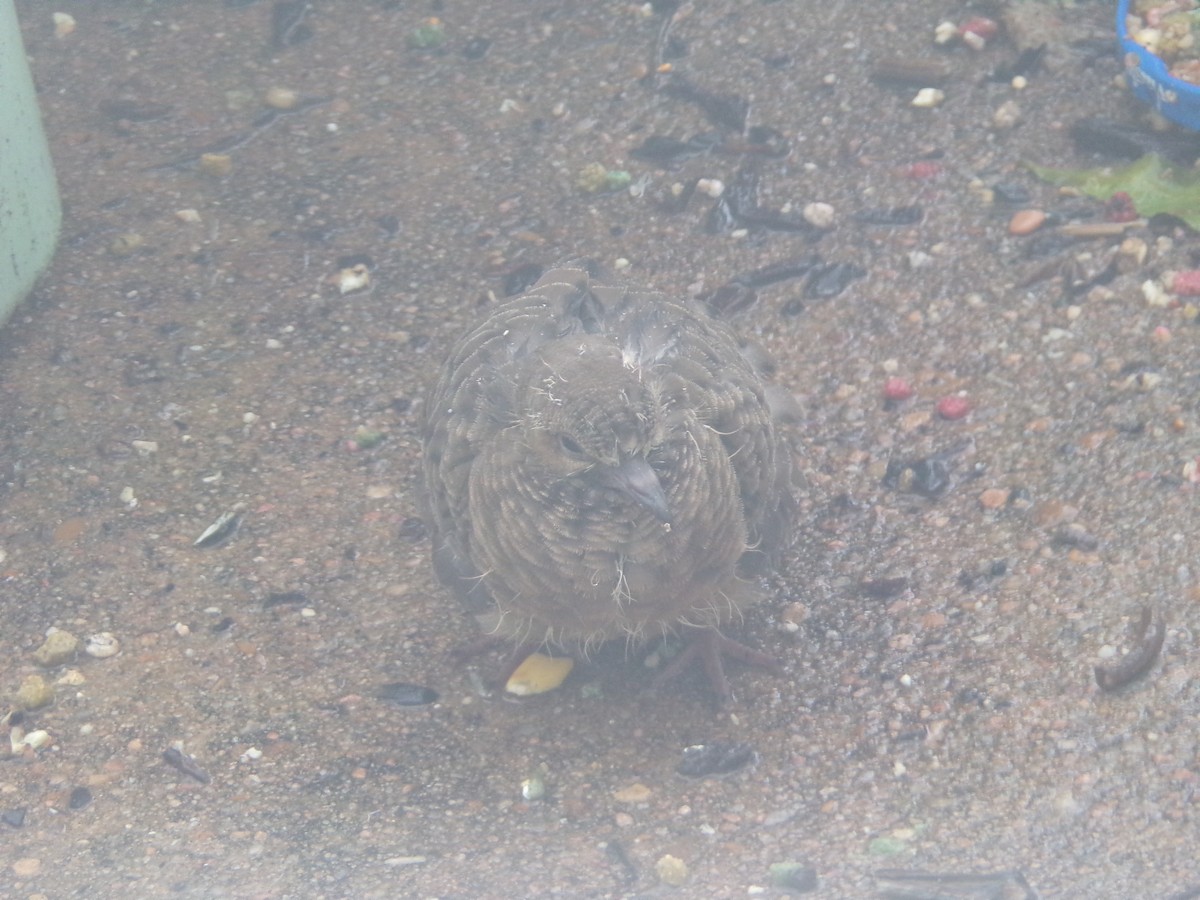 Mourning Dove - Texas Bird Family