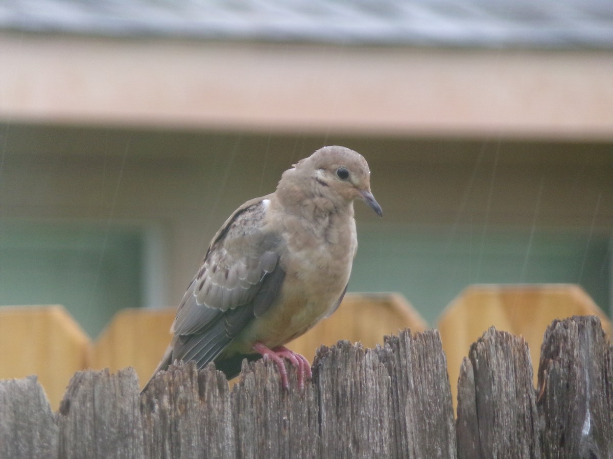 Mourning Dove - ML620605757