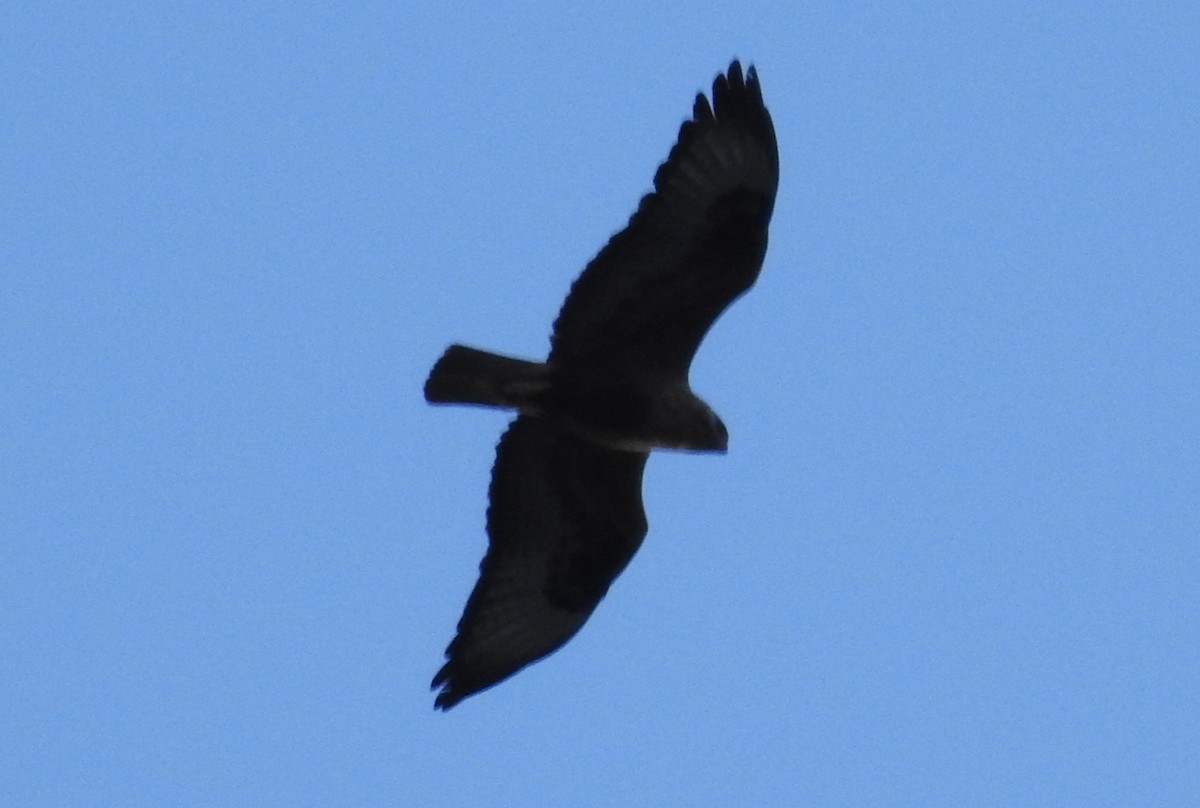 Long-legged Buzzard - ML620605758