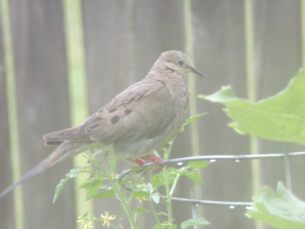 Mourning Dove - ML620605759