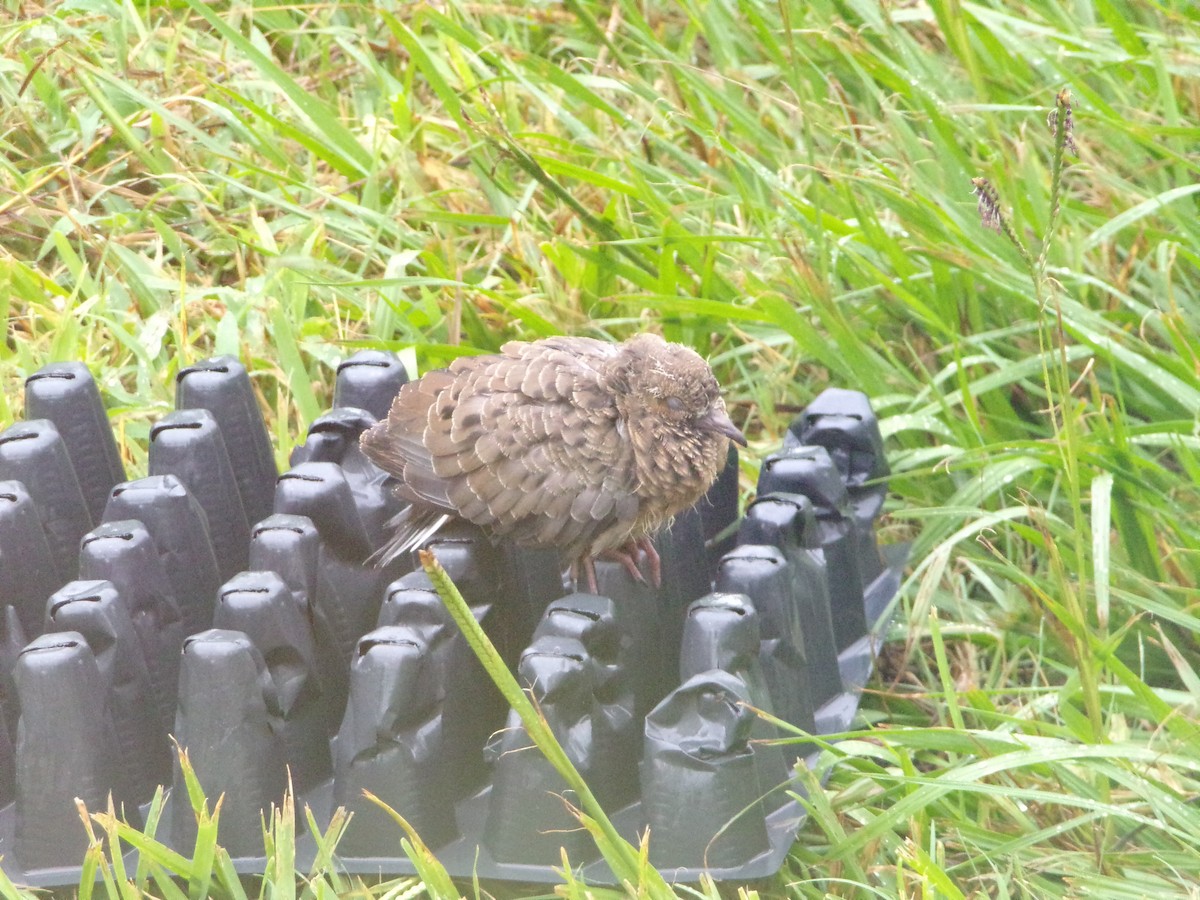 Mourning Dove - ML620605766