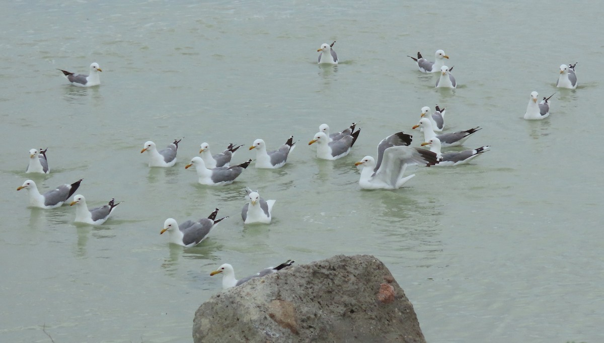 Gaviota Californiana - ML620605776