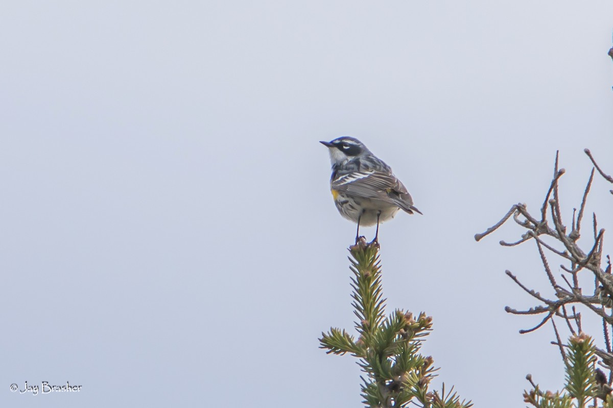 lesňáček žlutoskvrnný (ssp. coronata) - ML620605784