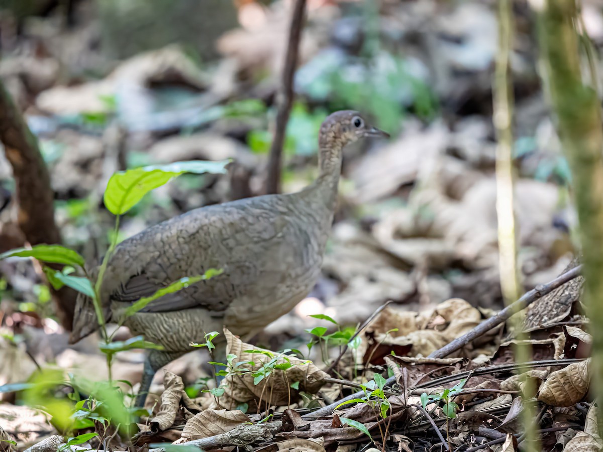 Grand Tinamou - ML620605785