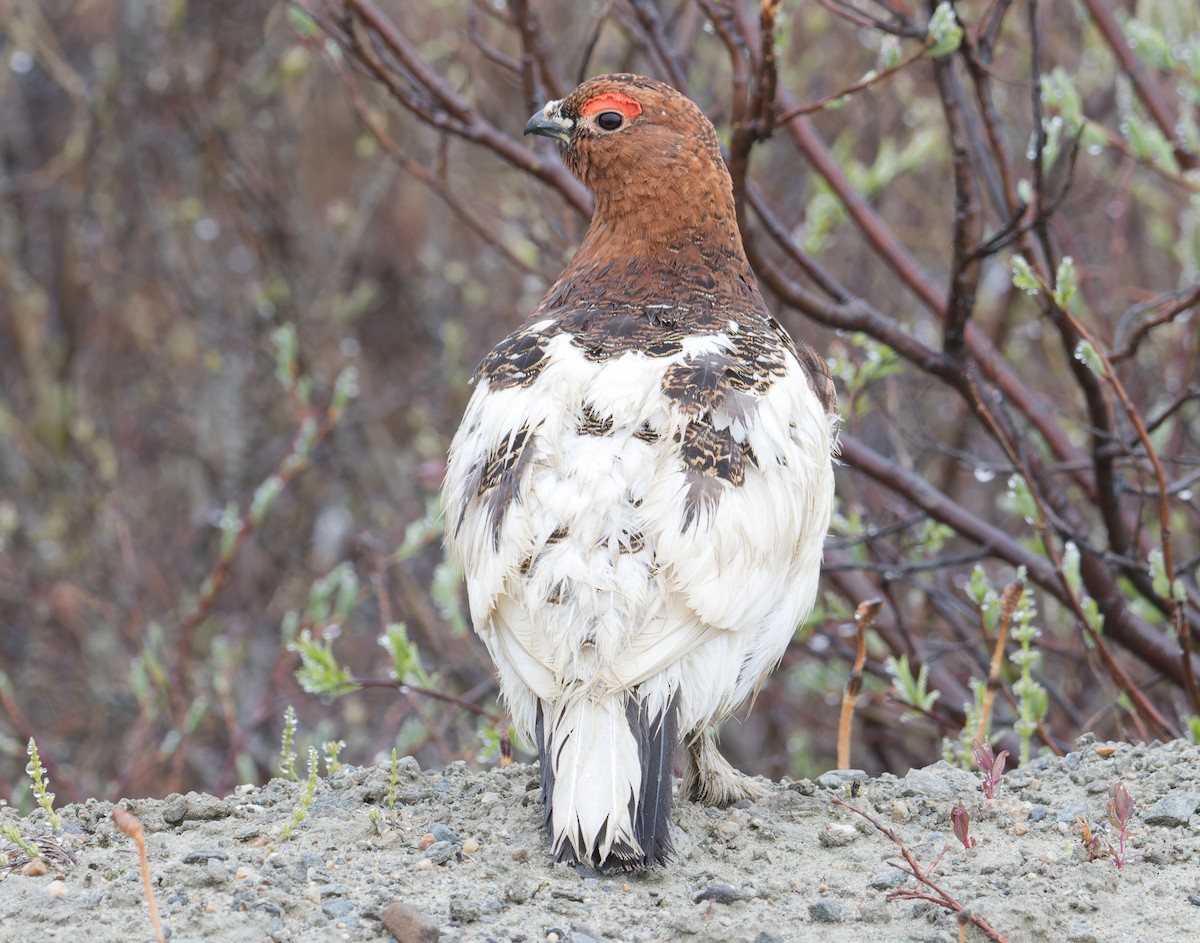 Moorschneehuhn - ML620605787