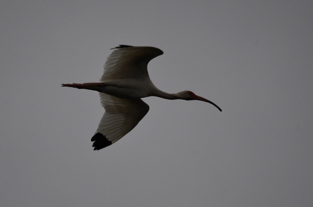 White Ibis - ML620605788