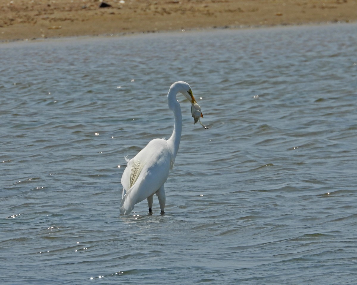 Great Egret - ML620605815