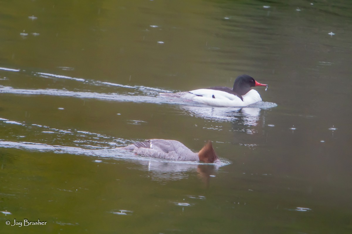 Common Merganser - ML620605818